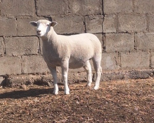 1 X ILE DE FRANCE STUD EWE JANCOR