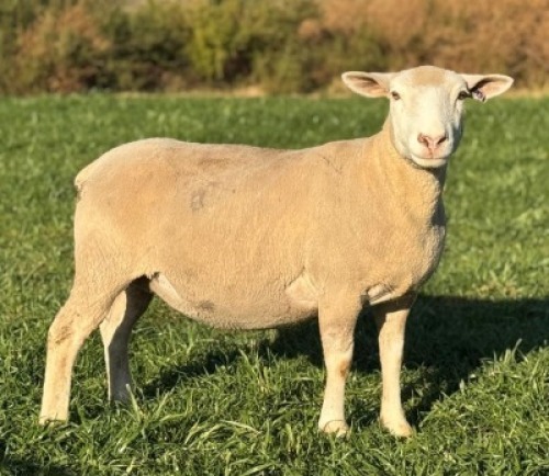 1 X ILE DE FRANCE STUD EWE HAGELAND