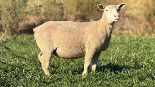 1 X ILE DE FRANCE STUD EWE HAGELAND