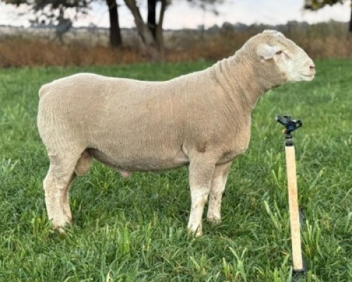 1 X ILE DE FRANCE STUD RAM HAGELAND
