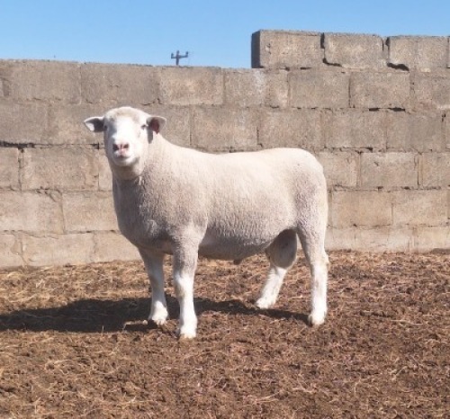 1 X ILE DE FRANCE STUD RAM JANCOR