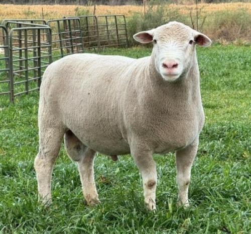 1 X ILE DE FRANCE STUD RAM HAGELAND