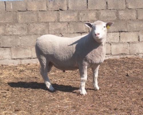 1 X ILE DE FRANCE STUD RAM JANCOR