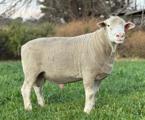 1 X ILE DE FRANCE STUD RAM HAGELAND