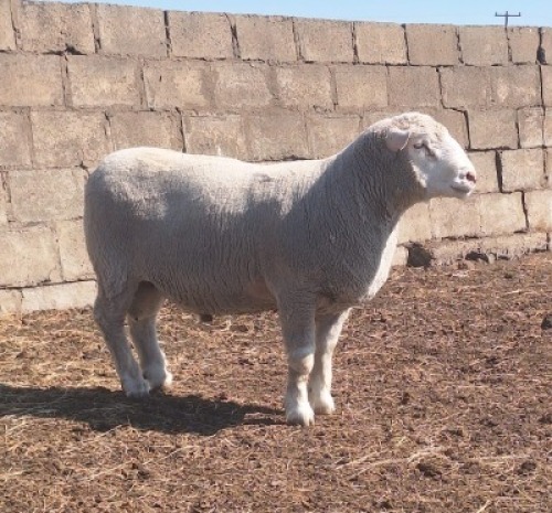 1 X ILE DE FRANCE STUD RAM JANCOR
