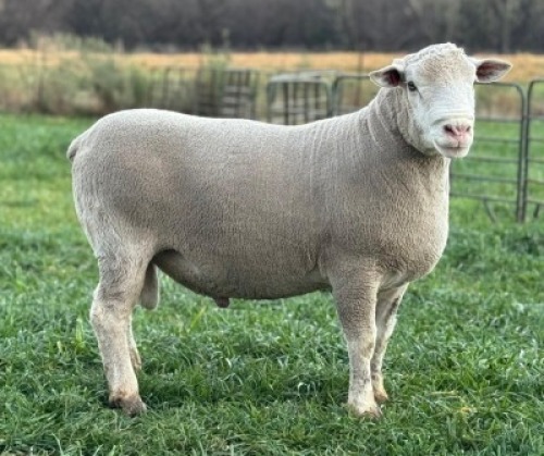 1 X ILE DE FRANCE STUD RAM HAGELAND