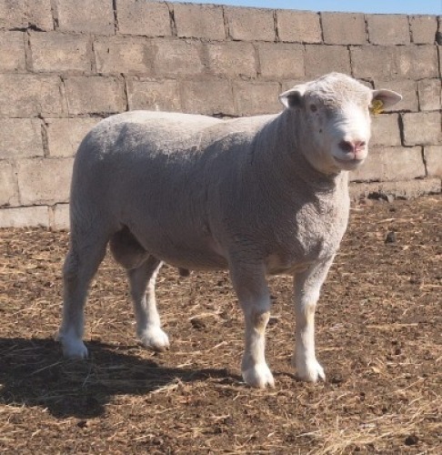 1 X ILE DE FRANCE STUD RAM JANCOR