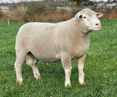 1 X ILE DE FRANCE STUD RAM HAGELAND