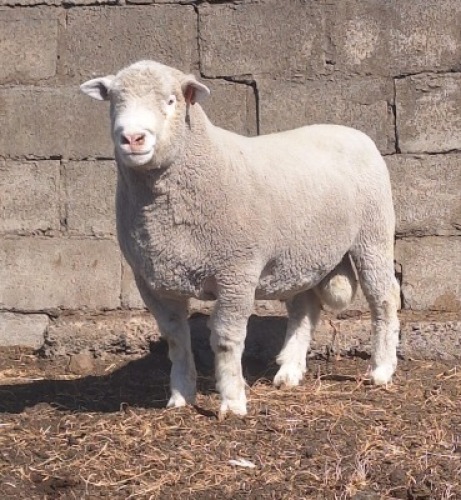 1 X ILE DE FRANCE STUD RAM JANCOR