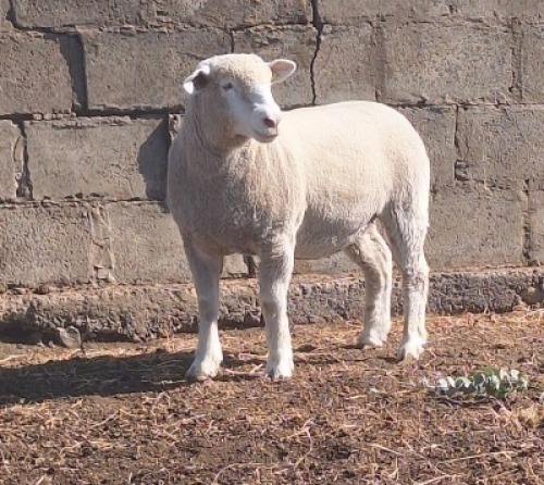 1 X ILE DE FRANCE STUD EWE JANCOR