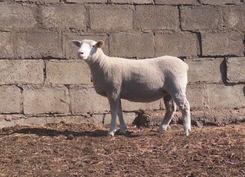 1 X ILE DE FRANCE STUD PREGNANT EWE JANCOR