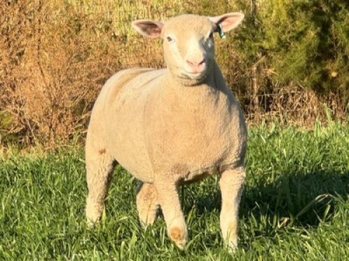 1 X ILE DE FRANCE STUD EWE HAGELAND