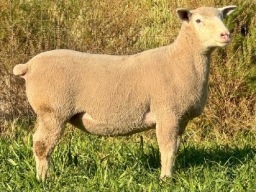 1 X ILE DE FRANCE STUD EWE HAGELAND