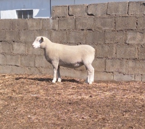 1 X ILE DE FRANCE STUD PREGNANT EWE JANCOR