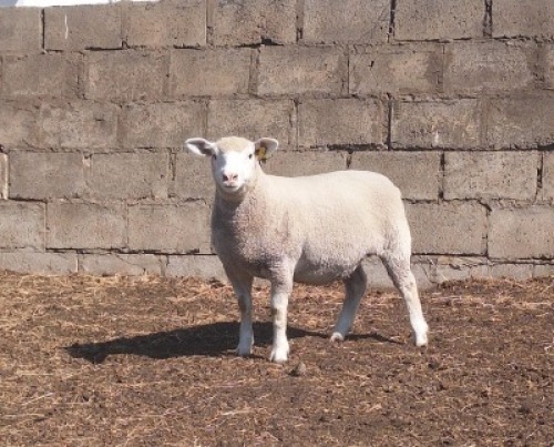 1 X ILE DE FRANCE STUD EWE JANCOR