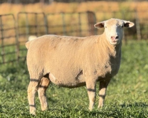 1 X ILE DE FRANCE STUD EWE HAGELAND