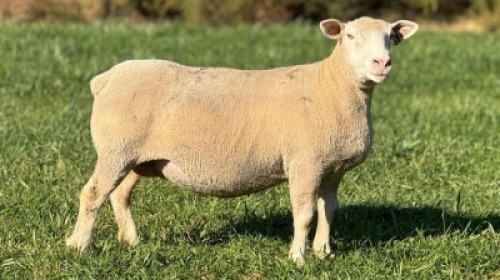 1 X ILE DE FRANCE STUD EWE HAGELAND