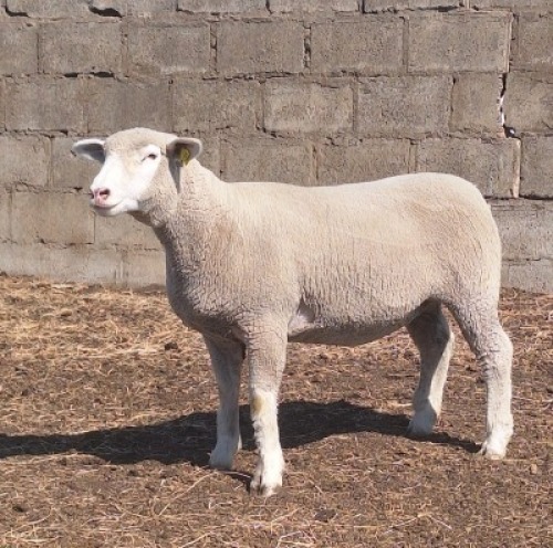 1 X ILE DE FRANCE STUD PREGNANT EWE JANCOR