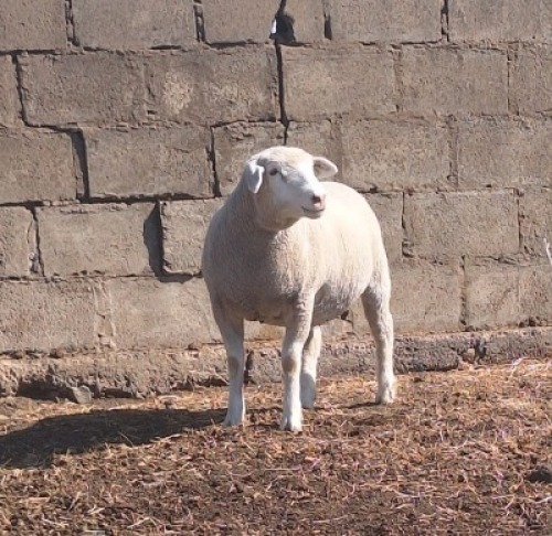 1 X ILE DE FRANCE STUD EWE JANCOR