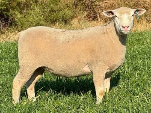 1 X ILE DE FRANCE STUD EWE HAGELAND
