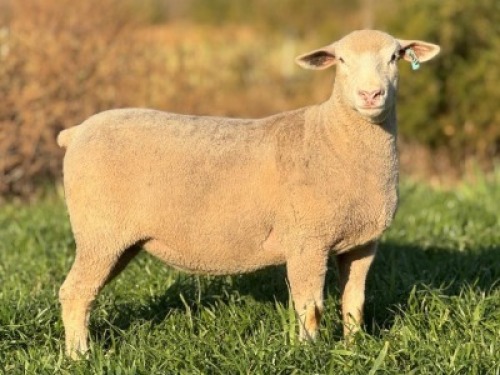 1 X ILE DE FRANCE STUD EWE HAGELAND