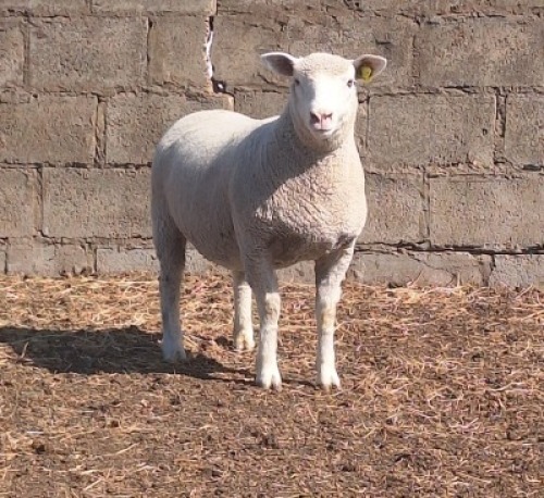1 X ILE DE FRANCE STUD EWE JANCOR