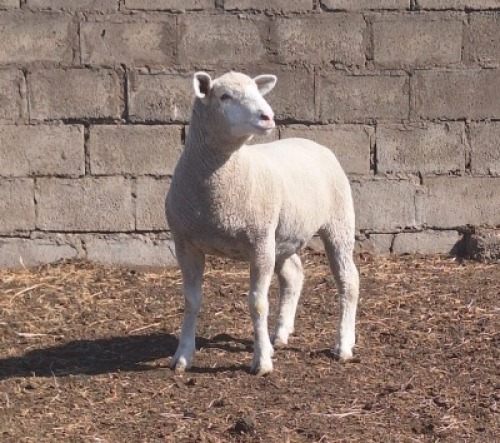1 X ILE DE FRANCE STUD PREGNANT EWE JANCOR