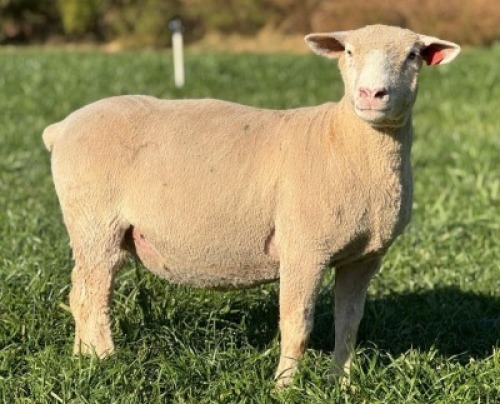 1 X ILE DE FRANCE STUD EWE HAGELAND