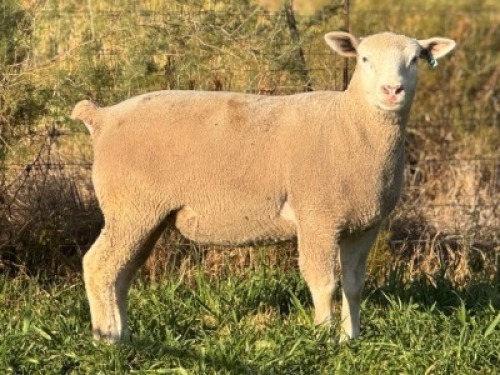 1 X ILE DE FRANCE STUD EWE HAGELAND