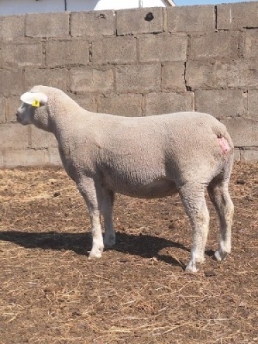 1 X ILE DE FRANCE STUD PREGNANT EWE JANCOR