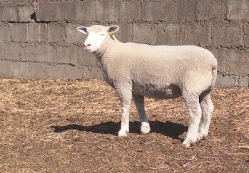1 X ILE DE FRANCE STUD EWE JANCOR