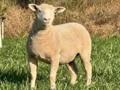 1 X ILE DE FRANCE STUD EWE HAGELAND