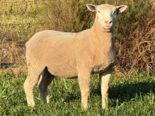 1 X ILE DE FRANCE STUD EWE HAGELAND