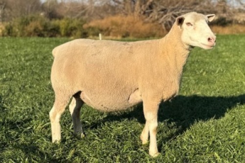 1 X ILE DE FRANCE STUD EWE HAGELAND