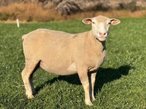 1 X ILE DE FRANCE STUD EWE HAGELAND