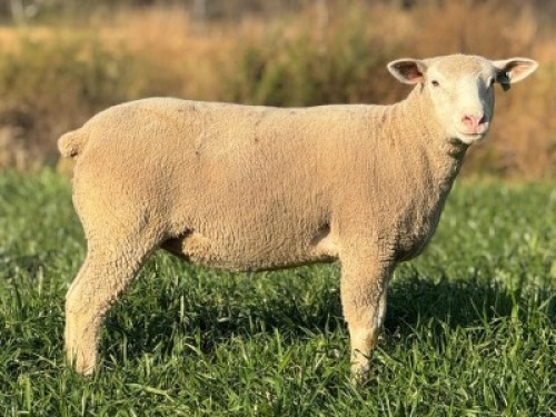 1 X ILE DE FRANCE STUD EWE HAGELAND