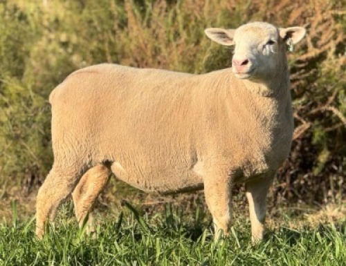 1 X ILE DE FRANCE STUD EWE HAGELAND