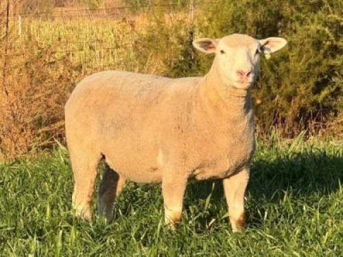 1 X ILE DE FRANCE STUD EWE HAGELAND