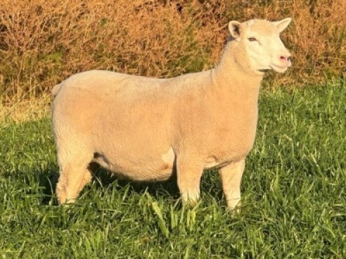 1 X ILE DE FRANCE STUD EWE HAGELAND