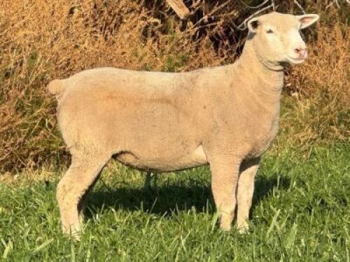 1 X ILE DE FRANCE STUD EWE HAGELAND