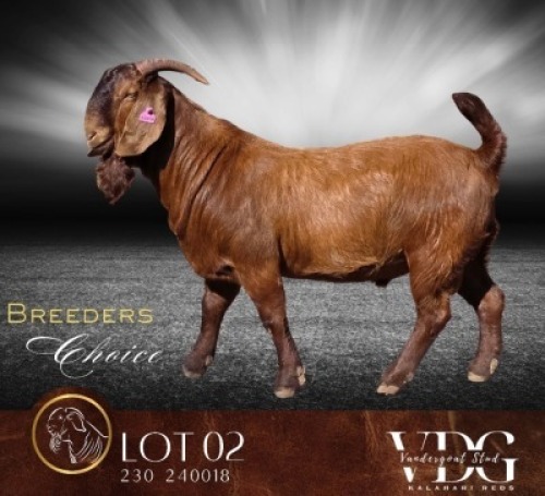WITHDRAWN - 1 X KALAHARI RED BUCK Vandergoat Stud