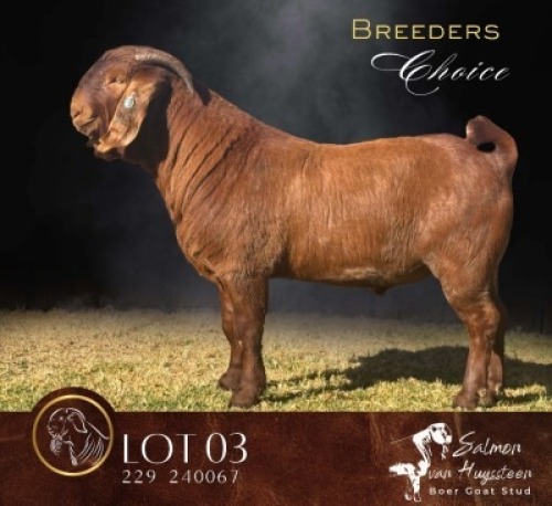 WITHDRAWN - 1 X KALAHARI RED BUCK Salmon van Huyssteen Boer Goat Stud