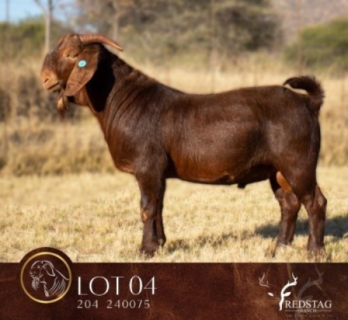 1 X KALAHARI RED STUD BUCK Redstag Ranch