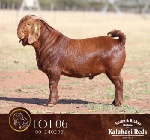 1 X KALAHARI RED STUD BUCK Anton & Rickus Bothma Boerbok & Kalahari Red Stoet