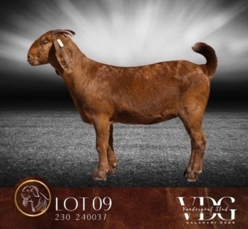 1 X KALAHARI RED STUD DOE Vandergoat Stud