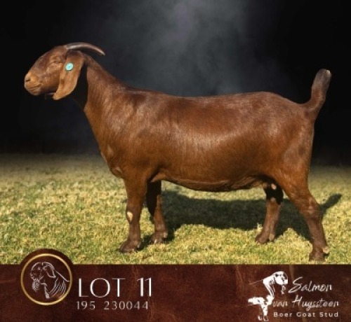 1 X KALAHARI RED STUD PREGNANT DOE Salmon van Huyssteen Boer Goat Stud