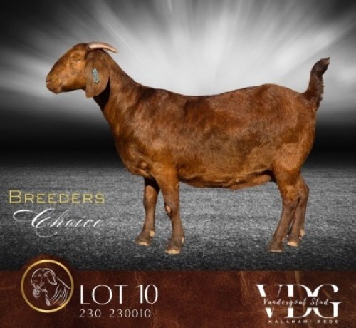 1 X KALAHARI RED STUD PREGNANT DOE Vandergoat Stud
