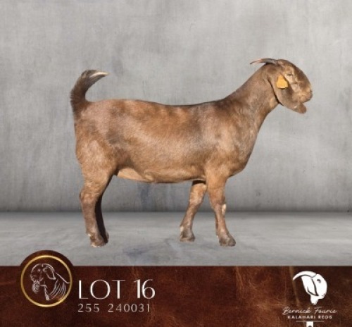 1 X KALAHARI RED STUD DOE Bernick Fourie Kalahari Reds