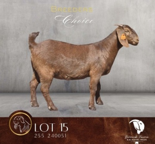 1 X KALAHARI RED STUD DOE Bernick Fourie Kalahari Reds