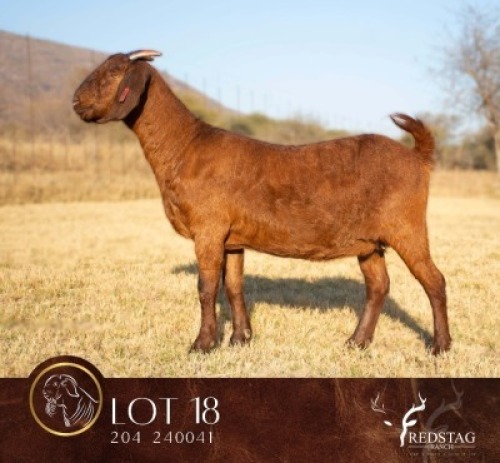 1 X KALAHARI RED FLOCK DOE Redstag Ranch